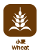 小麦